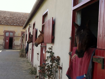 Haras du Mont Houel