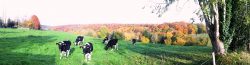 Automne