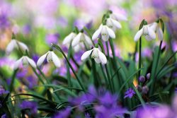 perce-neige